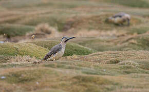 Andean Flicker