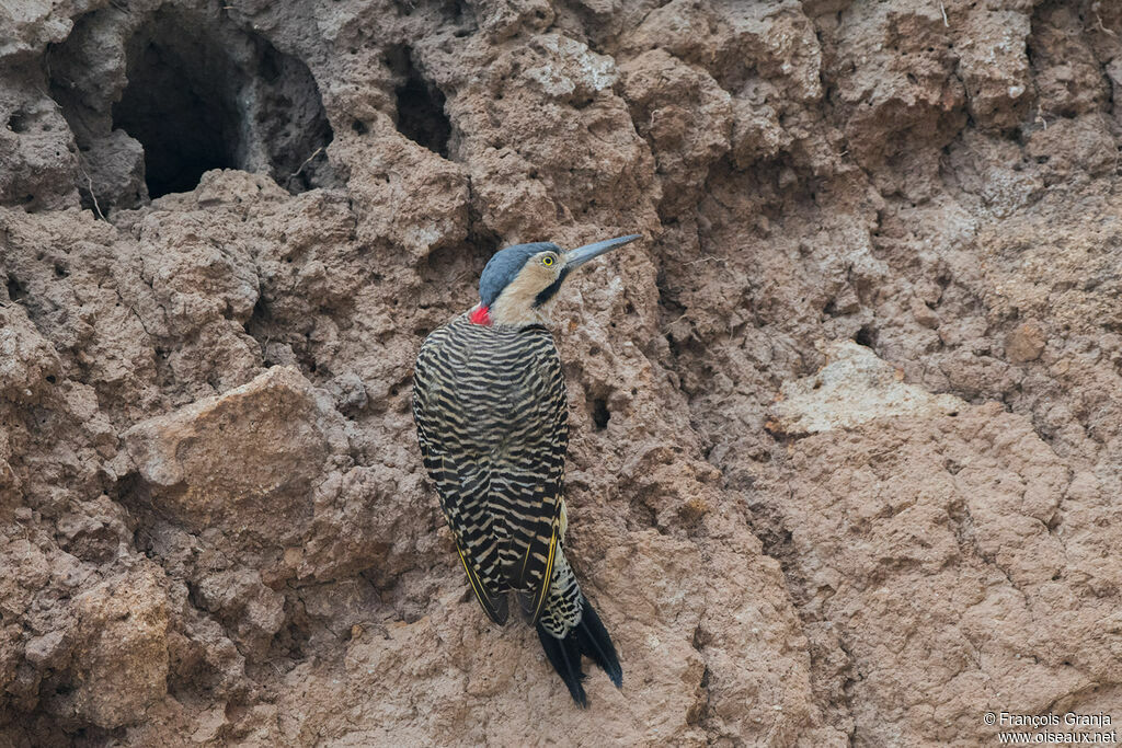 Andean Flicker