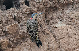 Andean Flicker