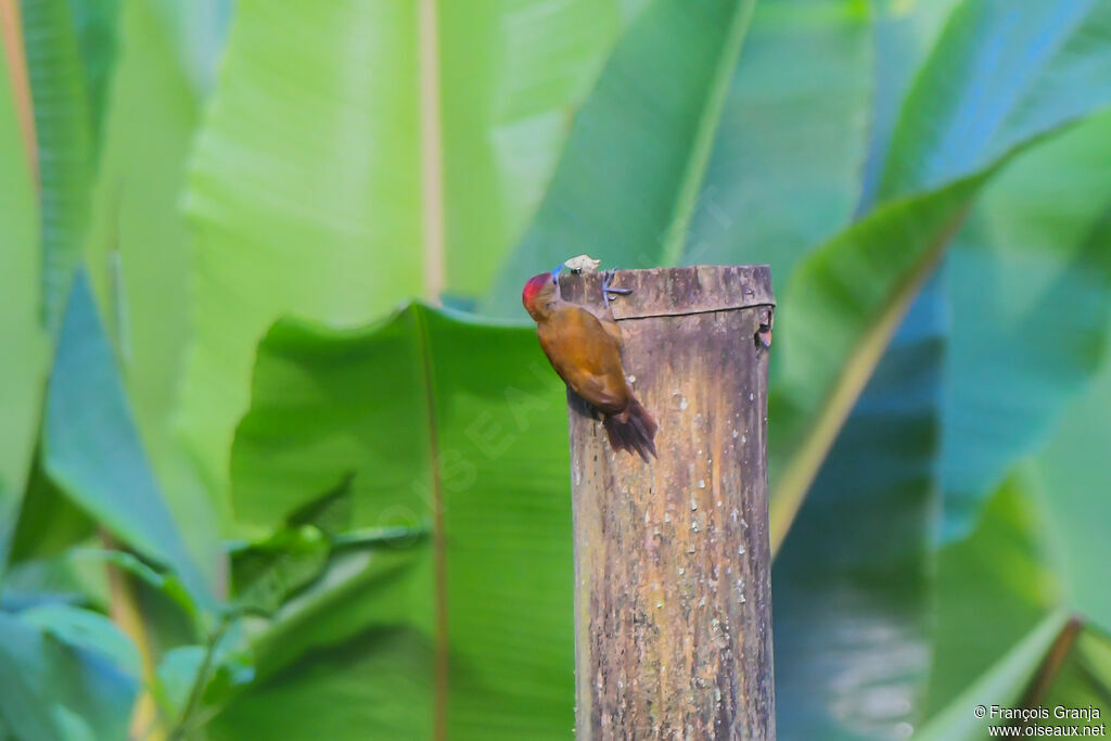 Smoky-brown Woodpecker