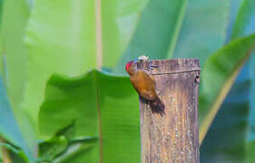 Smoky-brown Woodpecker