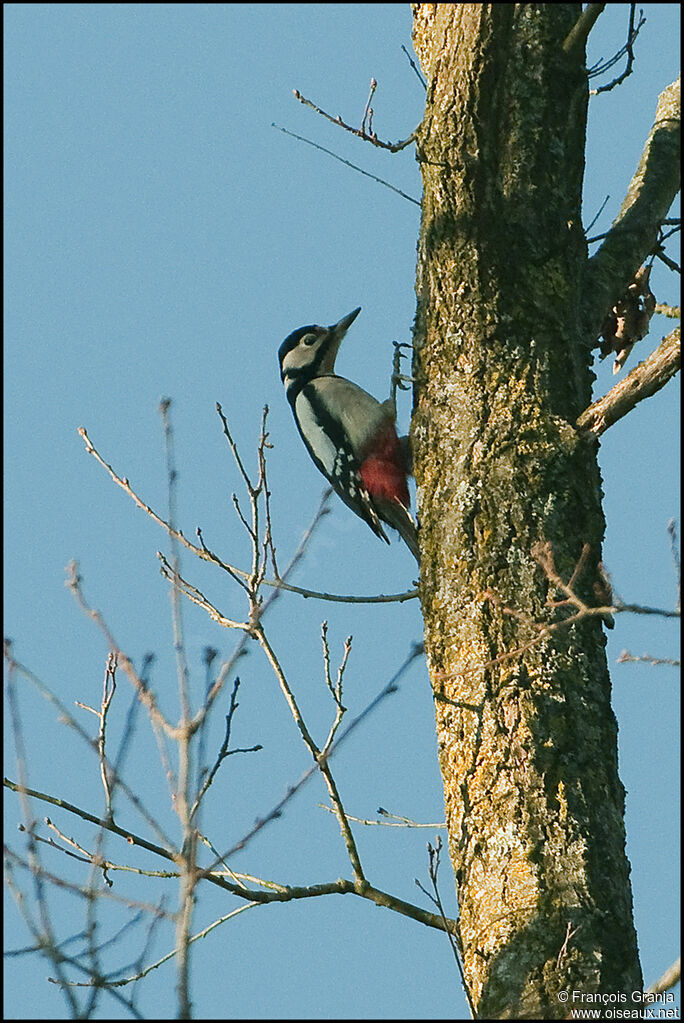 Great Spotted Woodpeckeradult