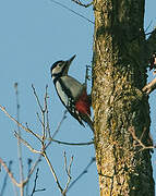 Great Spotted Woodpecker