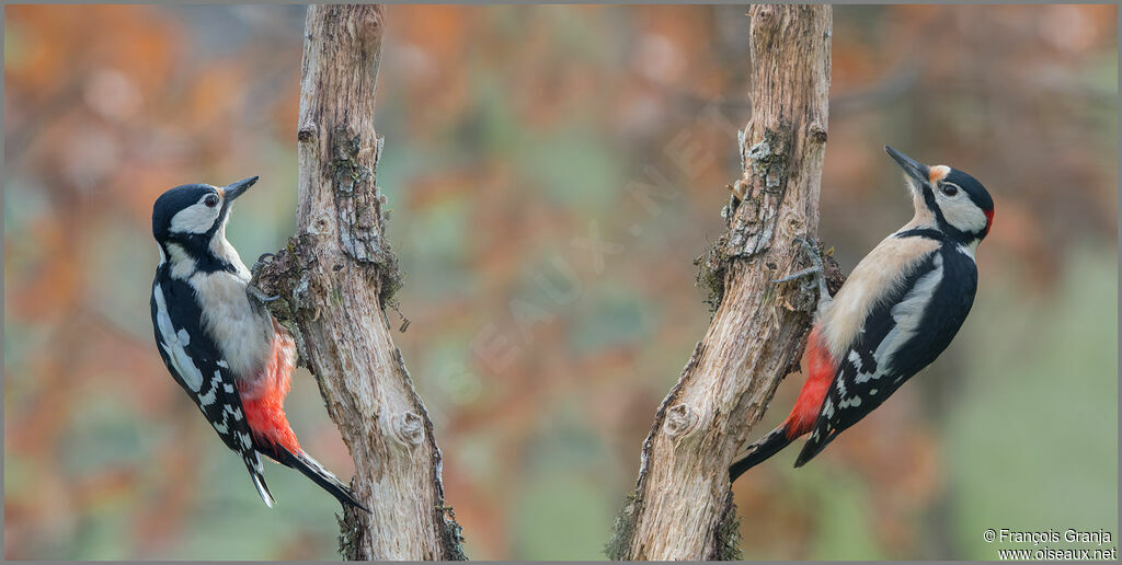 Great Spotted Woodpeckeradult