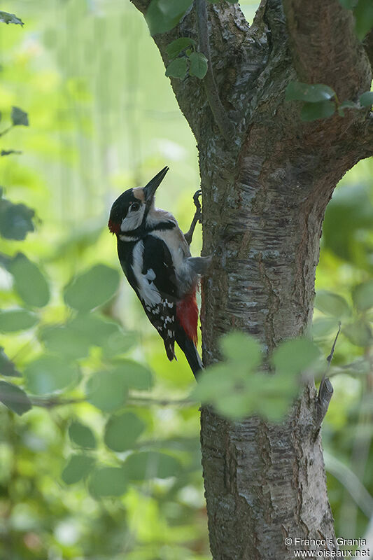 Great Spotted Woodpecker male