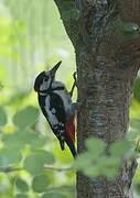 Great Spotted Woodpecker