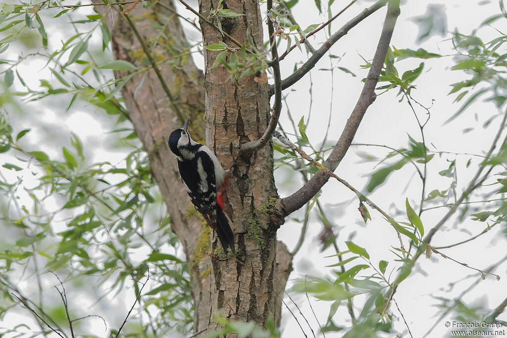 Great Spotted Woodpecker