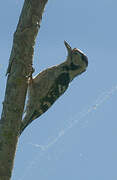 Lesser Spotted Woodpecker