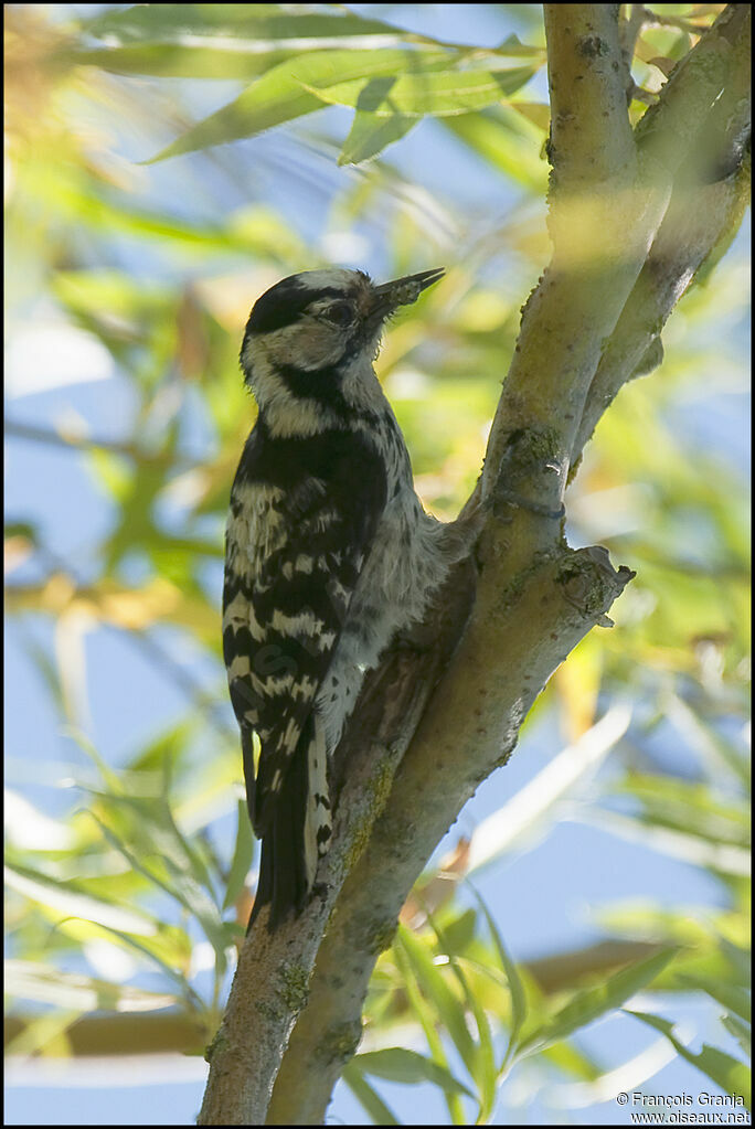 Lesser Spotted Woodpeckeradult