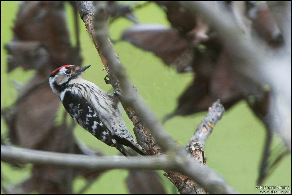 Lesser Spotted Woodpecker male adult