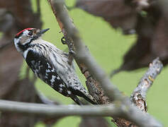 Lesser Spotted Woodpecker