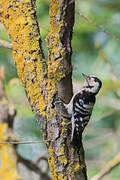 Lesser Spotted Woodpecker