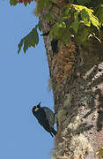 Acorn Woodpecker