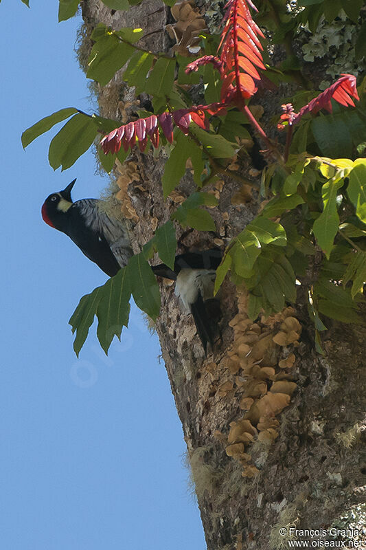 Acorn Woodpecker adult