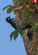 Acorn Woodpecker