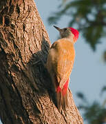 African Grey Woodpecker