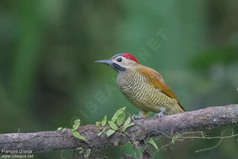 Golden-olive Woodpecker female adult, identification