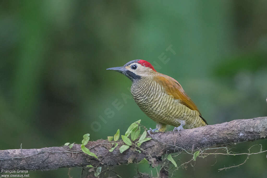 Golden-olive Woodpecker female adult, identification