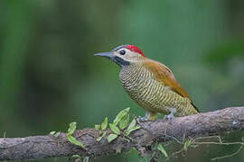 Golden-olive Woodpecker