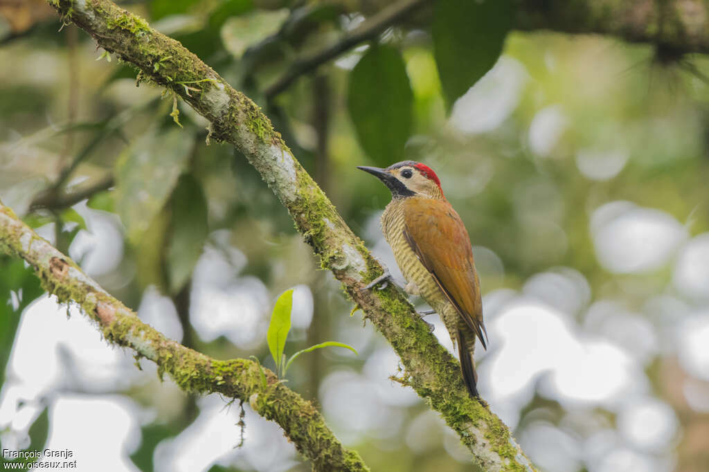 Golden-olive Woodpecker female adult, identification