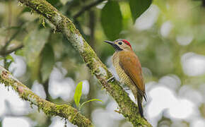 Golden-olive Woodpecker