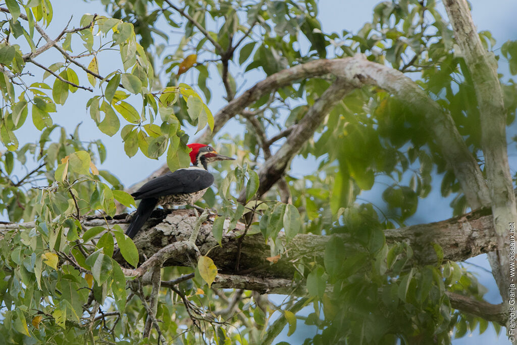 Lineated Woodpecker