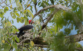 Lineated Woodpecker