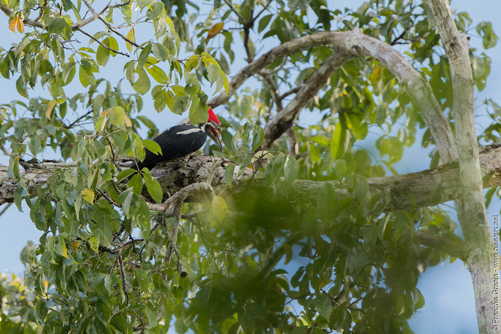 Lineated Woodpecker