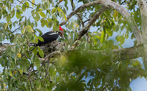 Lineated Woodpecker