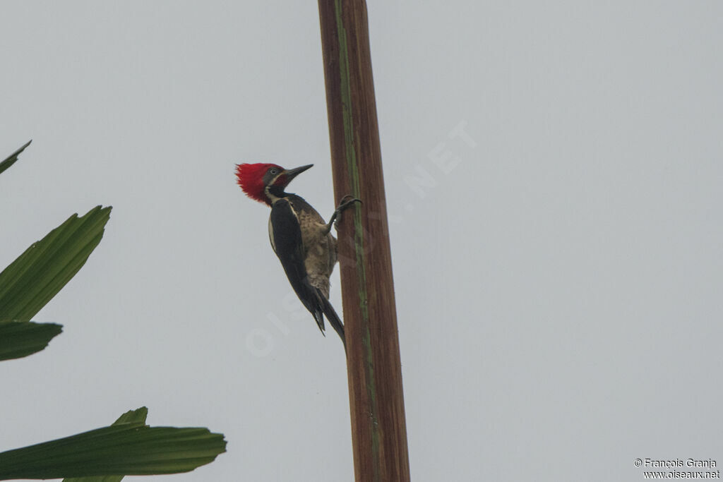 Lineated Woodpecker