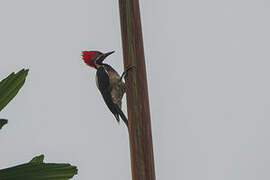 Lineated Woodpecker