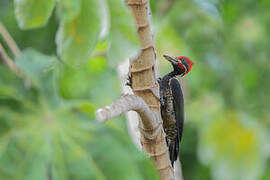 Lineated Woodpecker