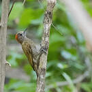 Pic passerin
