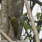 Pic passerin