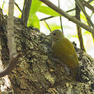 Pic passerin