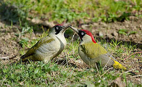 European Green Woodpecker