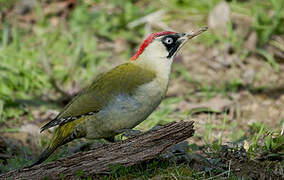 European Green Woodpecker