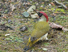 European Green Woodpecker