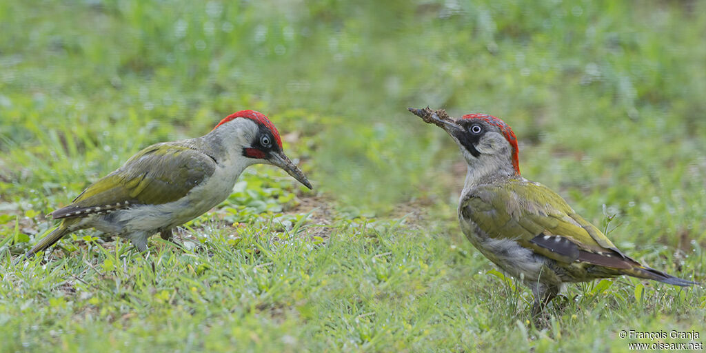 European Green Woodpecker adult