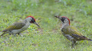 European Green Woodpecker