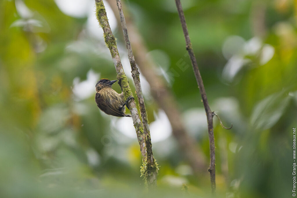 Olivaceous Piculet