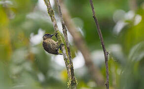 Olivaceous Piculet