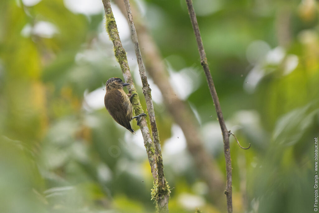 Olivaceous Piculet