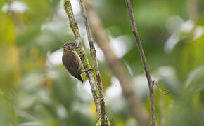 Olivaceous Piculet