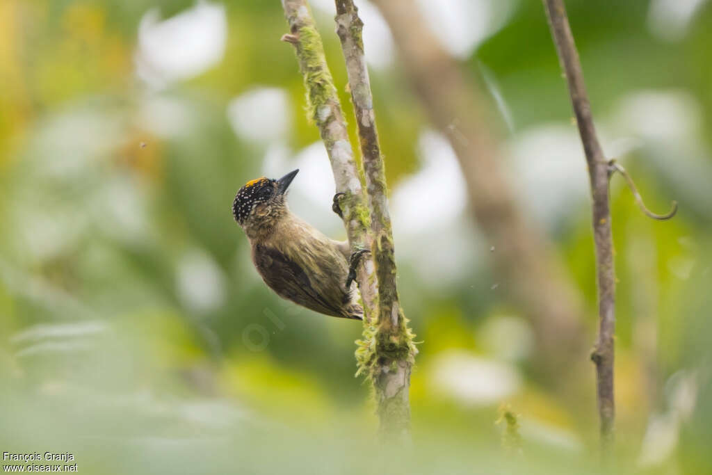 Picumne olivâtre mâle adulte, identification