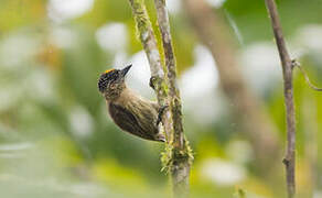 Olivaceous Piculet