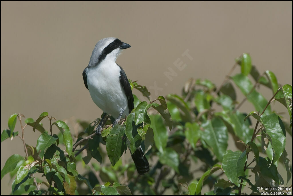 Grey-backed Fiscal