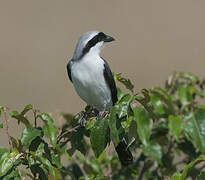 Grey-backed Fiscal