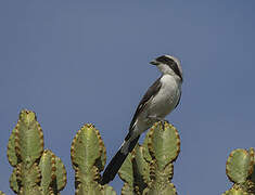 Grey-backed Fiscal