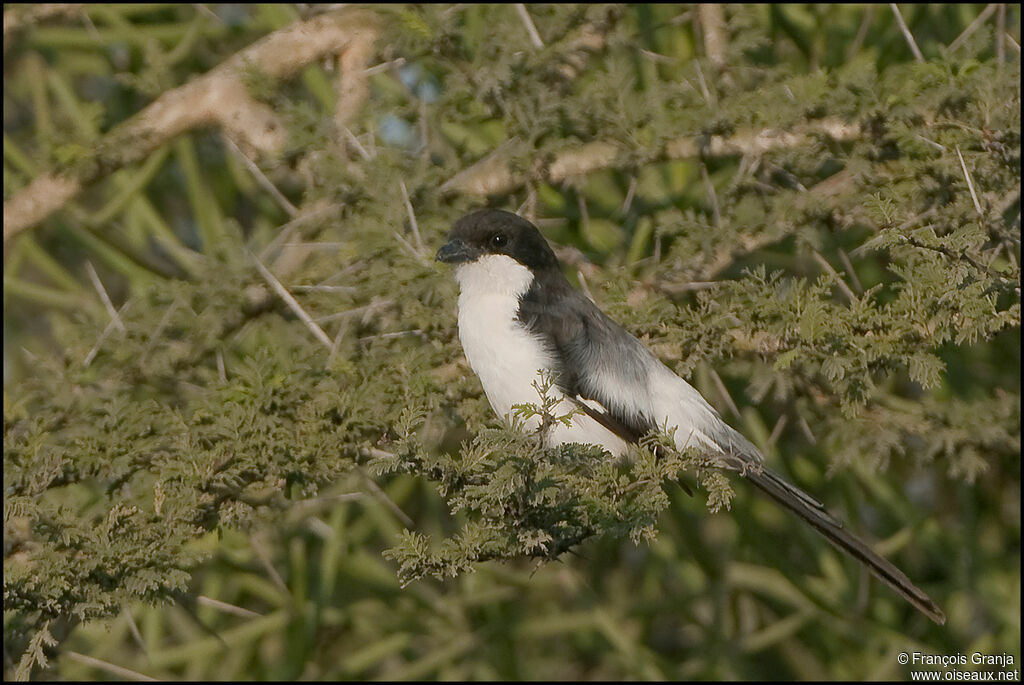 Long-tailed Fiscal